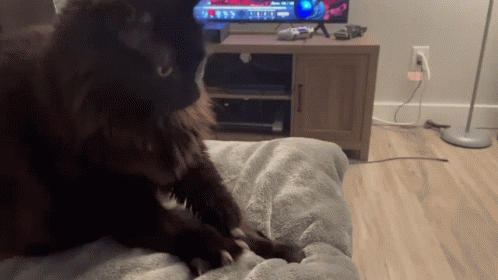 a cat kneading