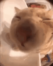 cat like lick camera