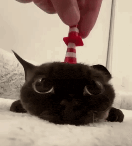 a cat wearing a traffic cone